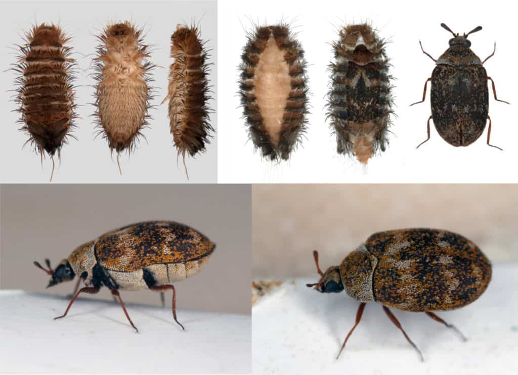 What Causes Carpet Beetles In Homes at Jose Bass blog