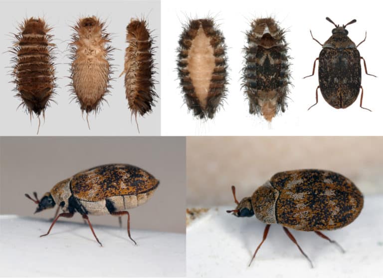 What Causes Carpet Beetles? What Should You Watch Out For? WhatBugIsThat