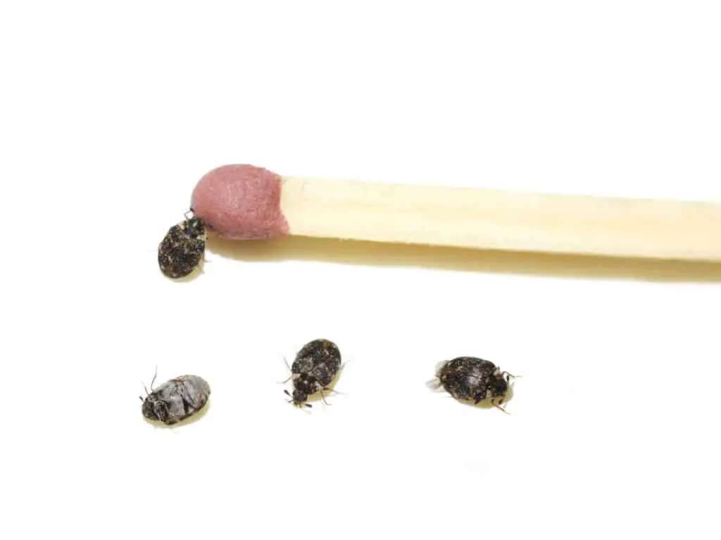 Adult carpet beetles compared to match head