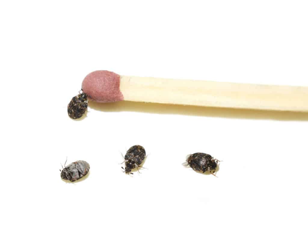 Adult carpet beetles compared to match head