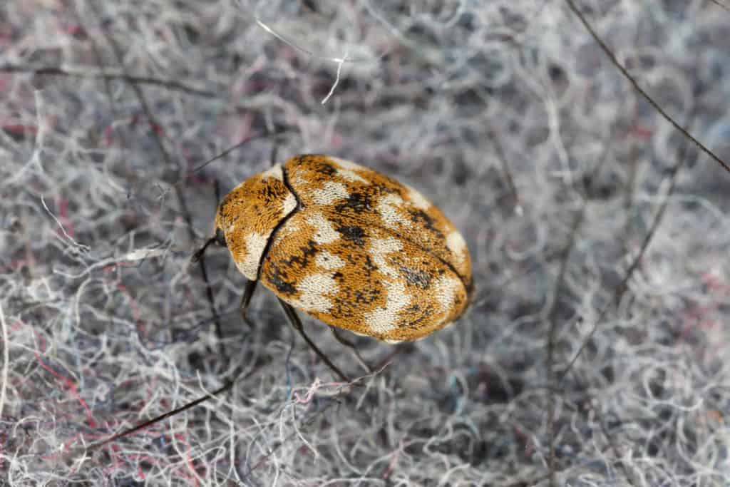 what-causes-carpet-beetles-what-should-you-watch-out-for-whatbugisthat