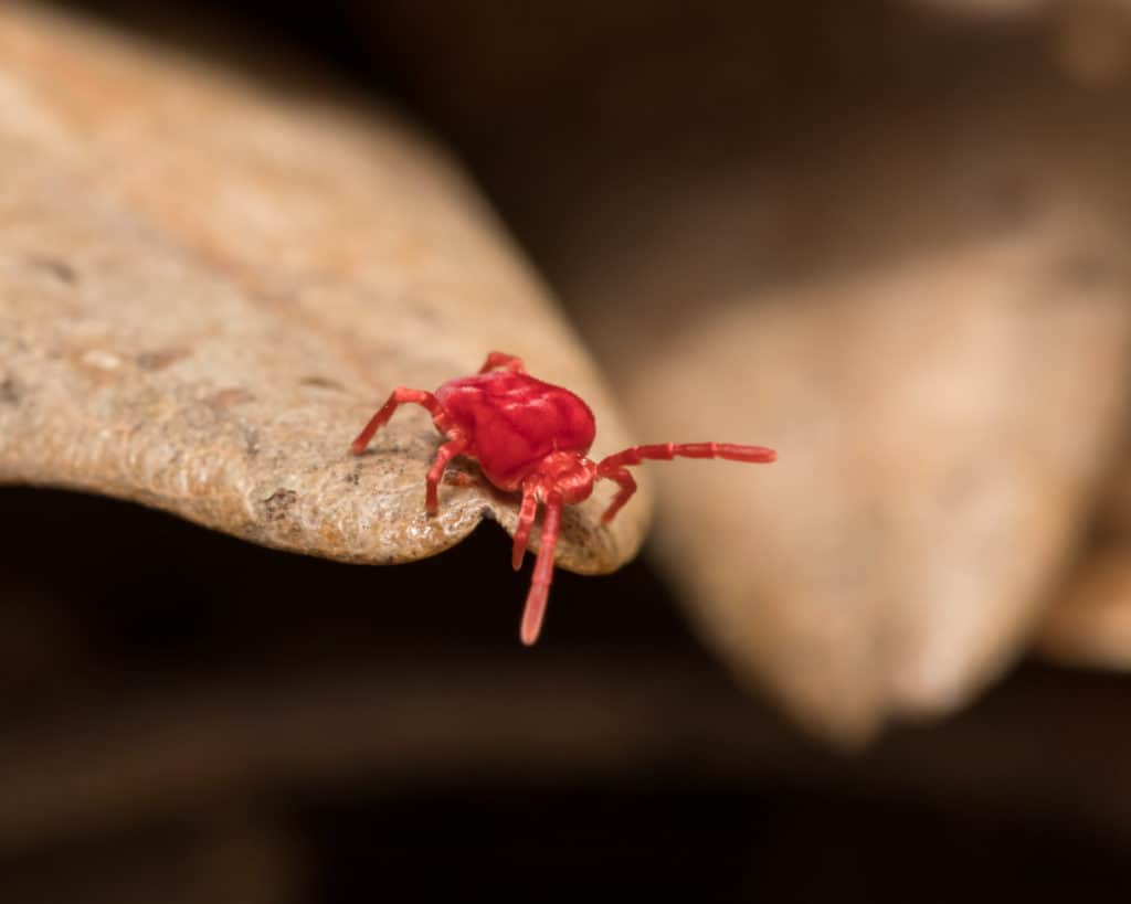 Clover mite on dry leaf