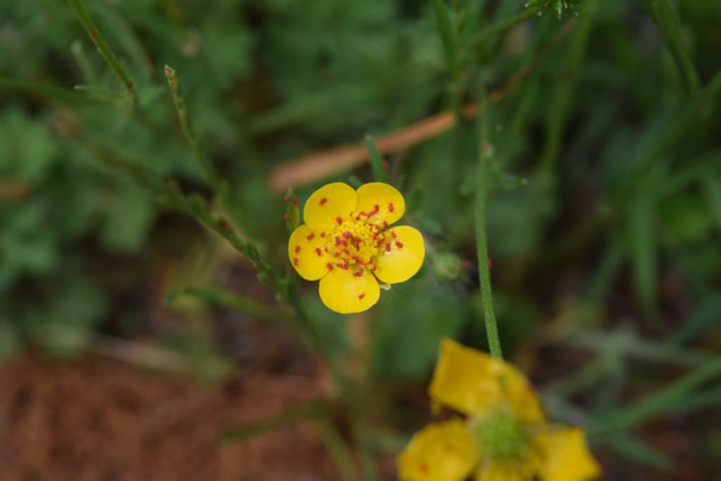 Group of Clover mites on a flower 