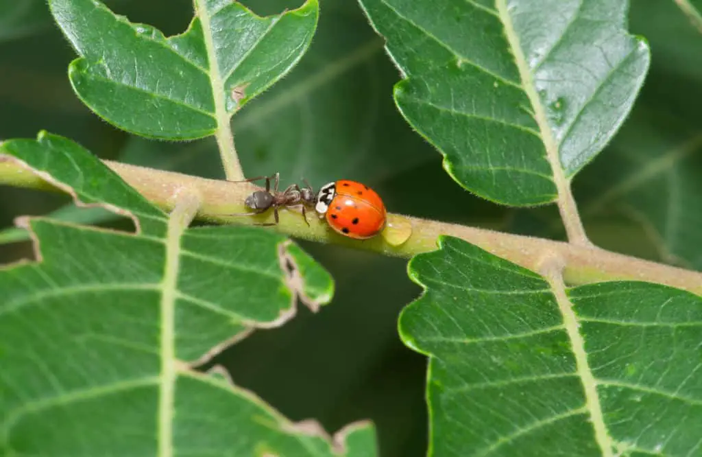 what-do-ladybugs-eat-feeding-caring-for-pet-ladybugs-fine-garden-tips