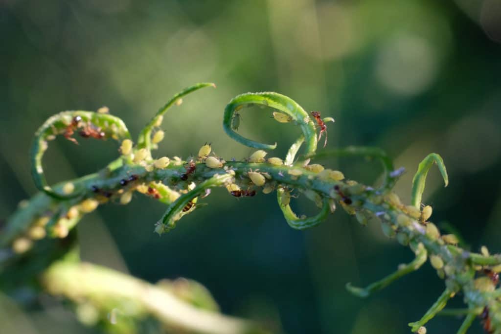 Ants protecting their farm of aphids