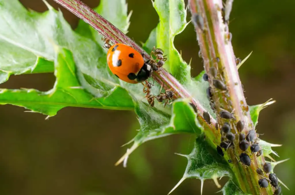 Ladybug and ants meeting up around aphids