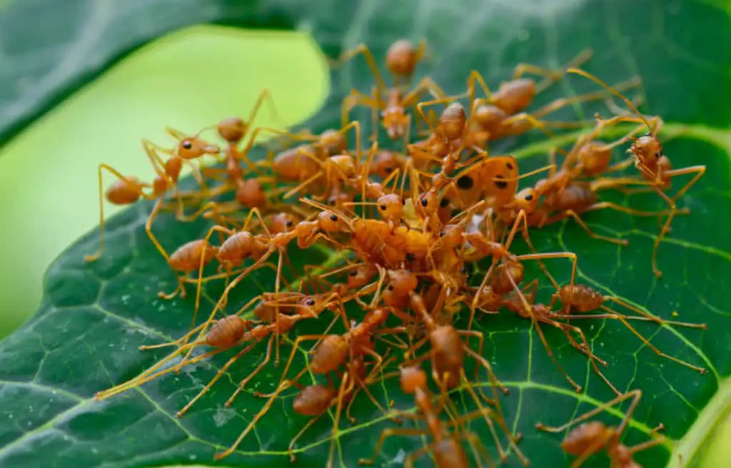 Ants dismembering a dead ladybug