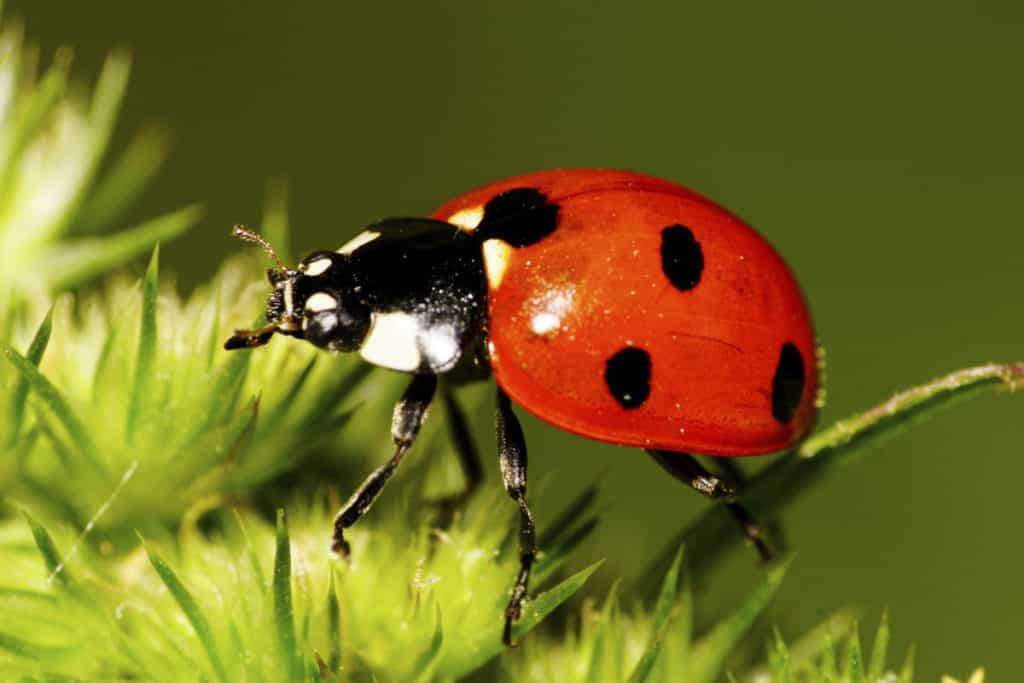 Ladybug legs