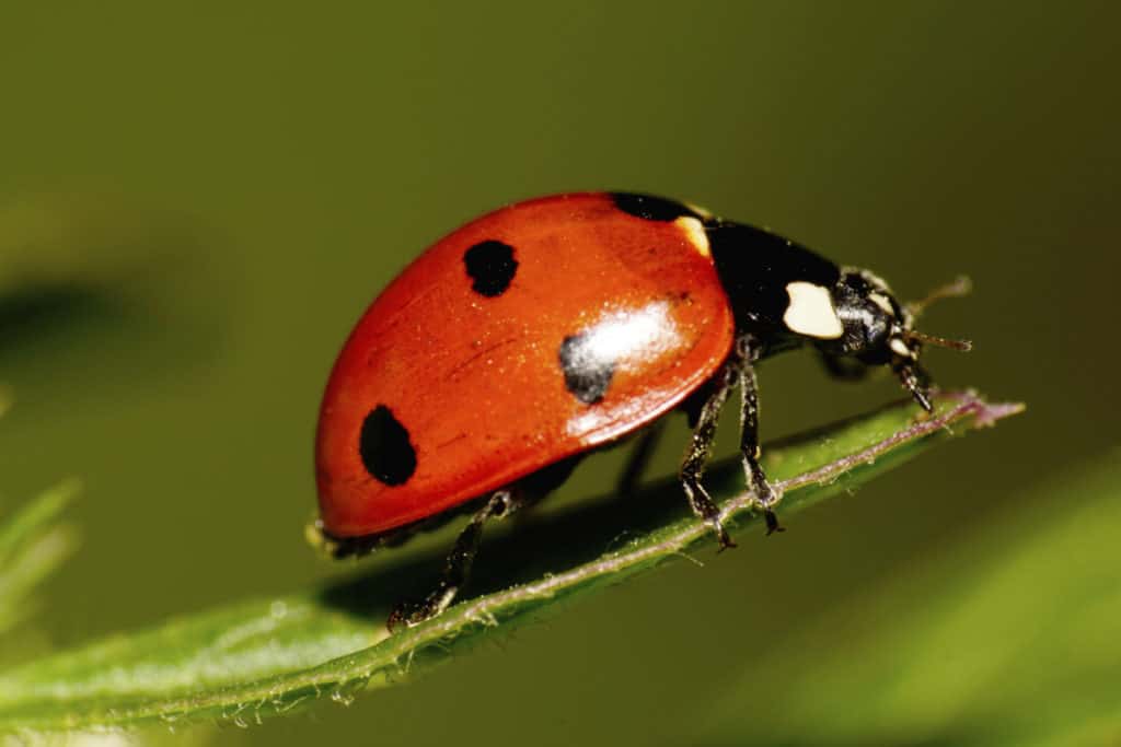 How Many Legs Do Ladybugs Have? – Whatbugisthat