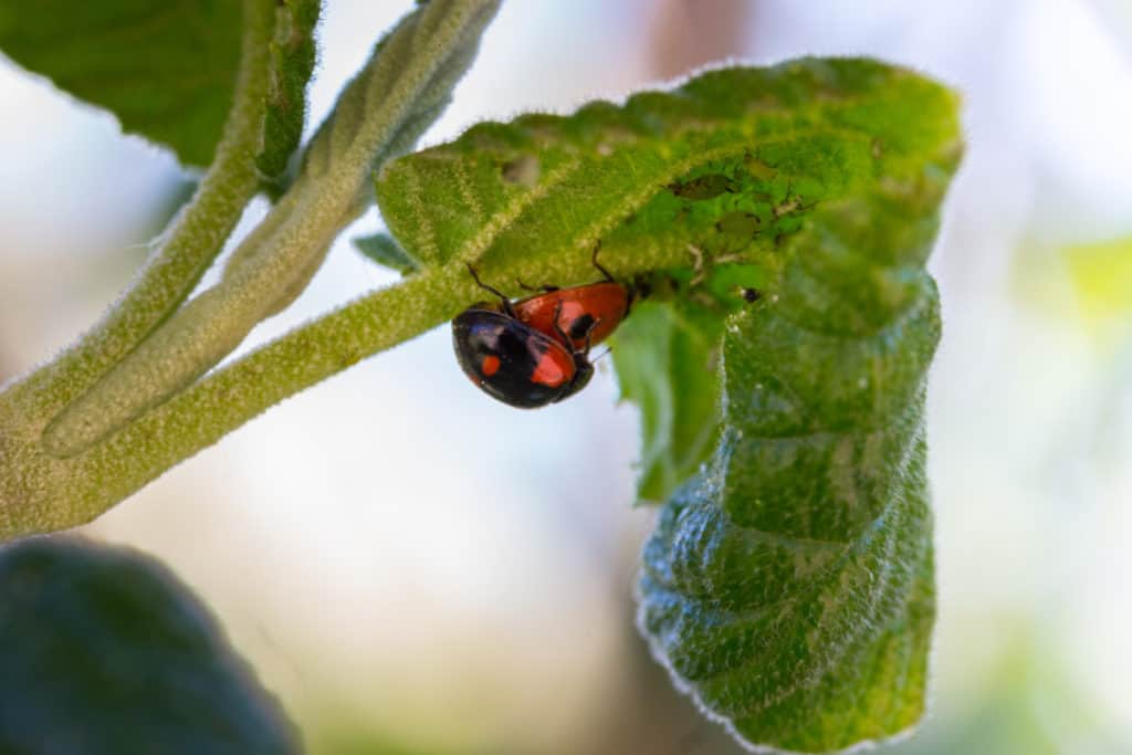 Ladybugs mating upside down