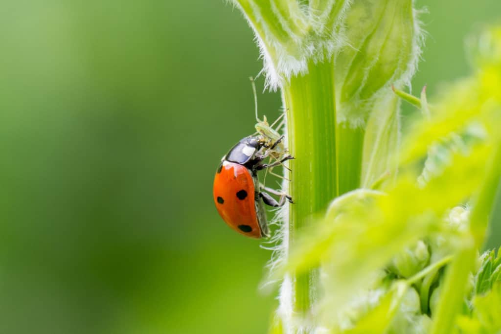 Ladybug eating aphids