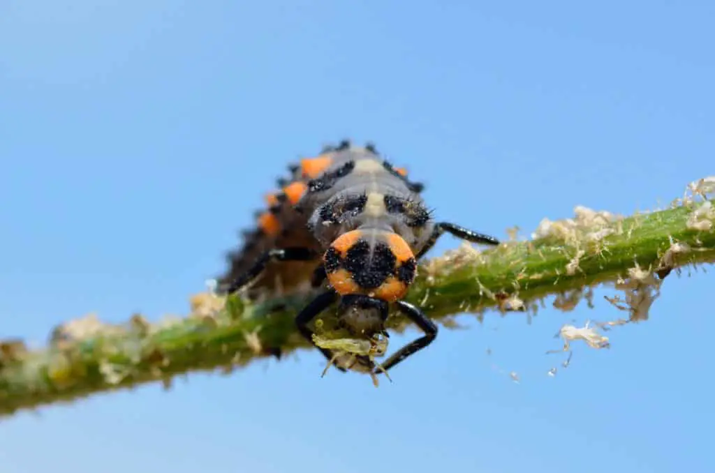 Ladybug larvae using its front legs to hold an aphid it is eating.