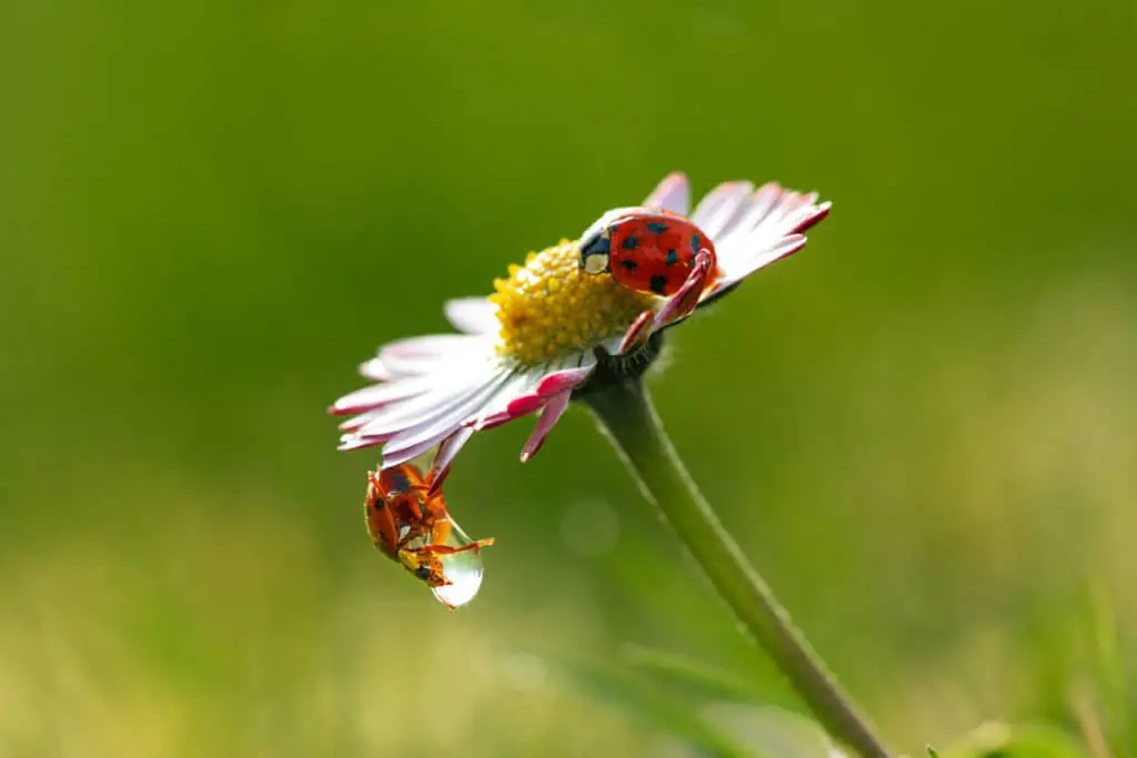 Ladybug caught in a big drop of rain