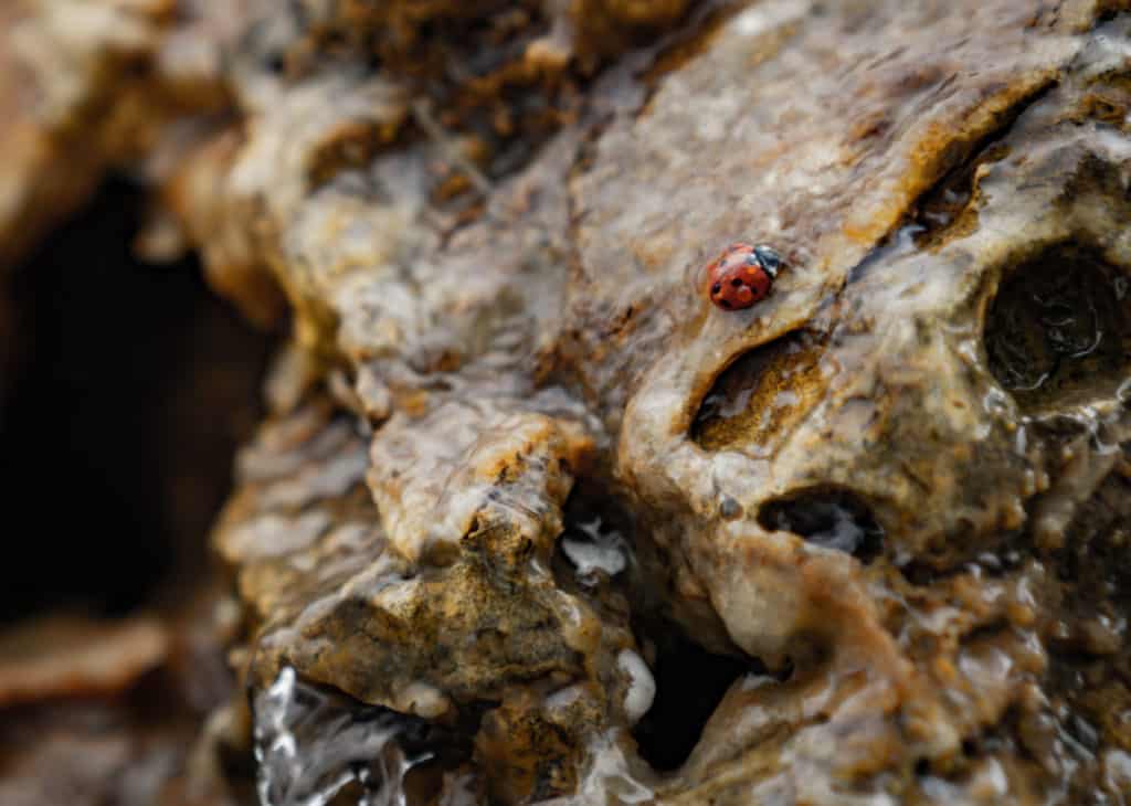 Ladybug caught in a stream of water