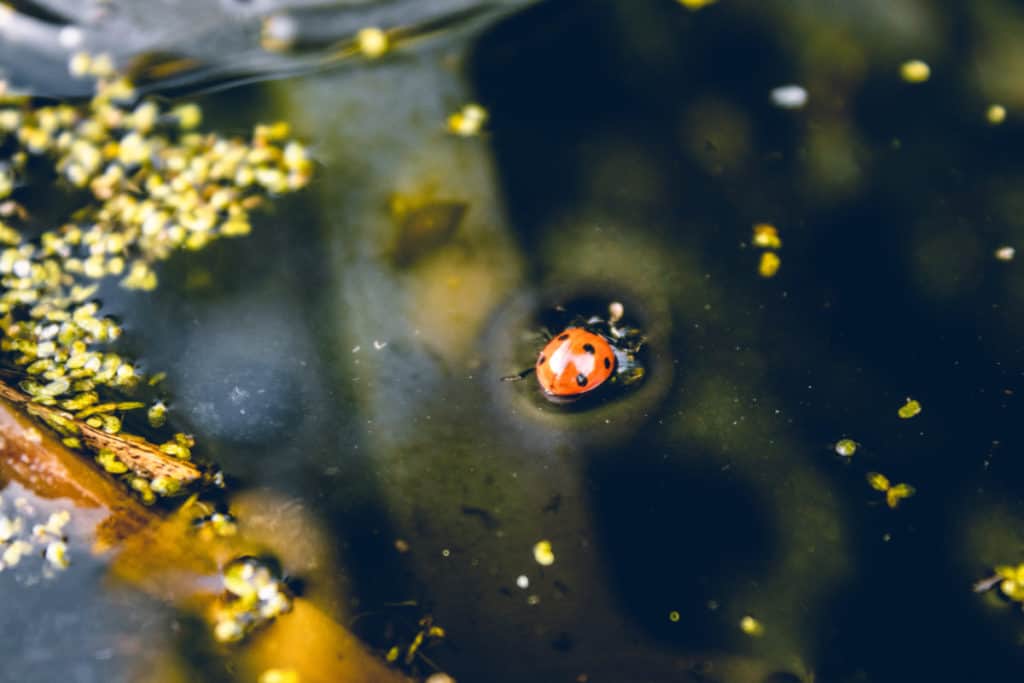 Ladybug paddling in a puddle