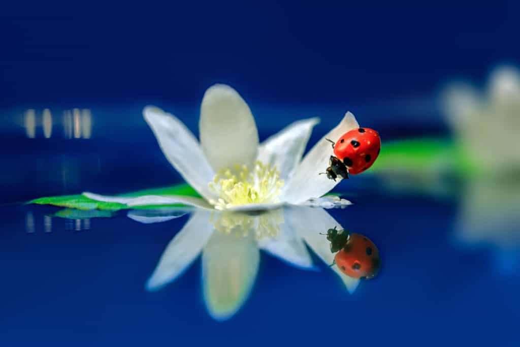 Can Ladybugs Swim? WhatBugIsThat