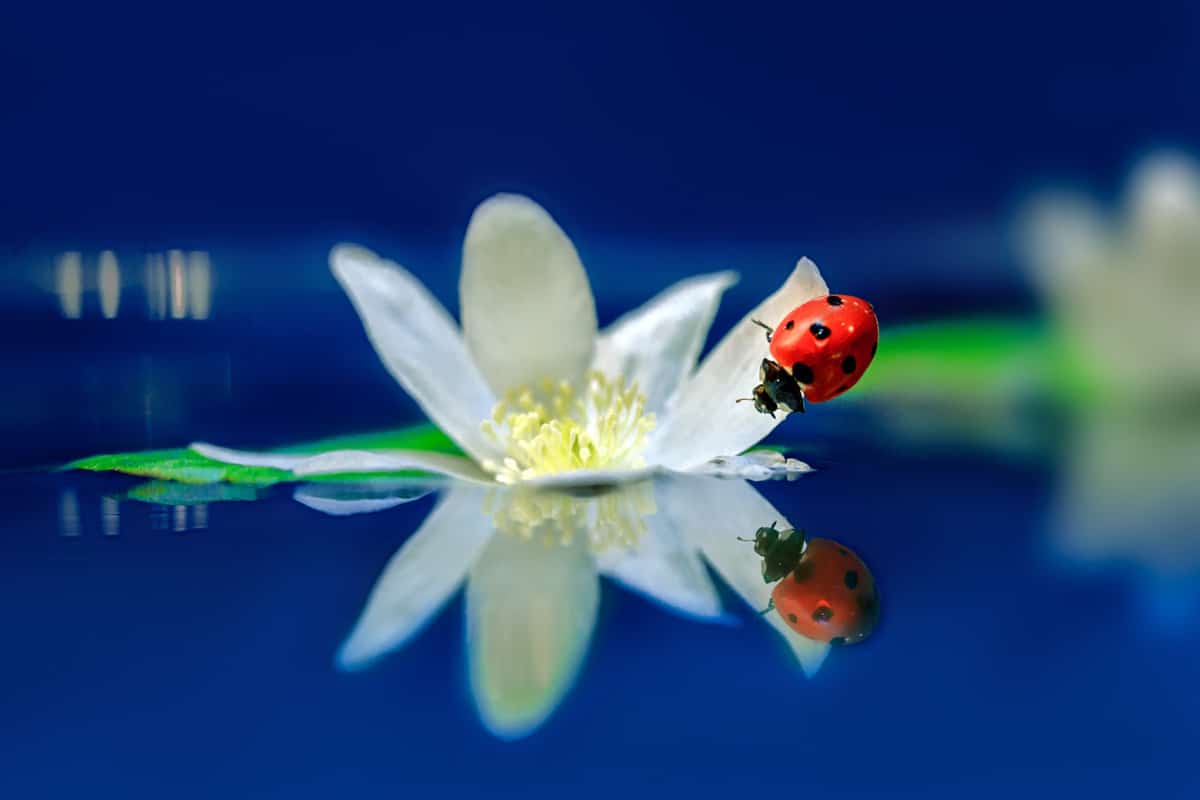 Can Ladybugs Swim?