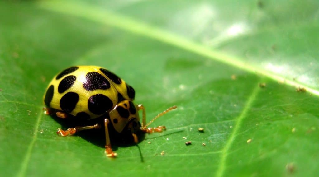 Squash beetle