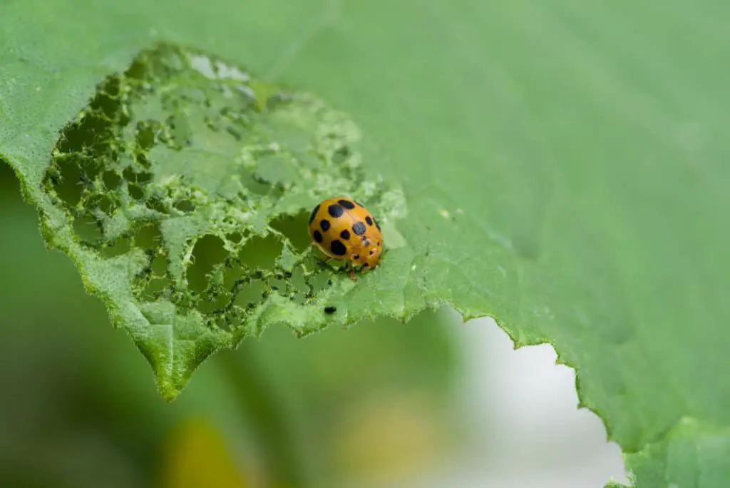 Mexican Bean Beetle eating a leaf