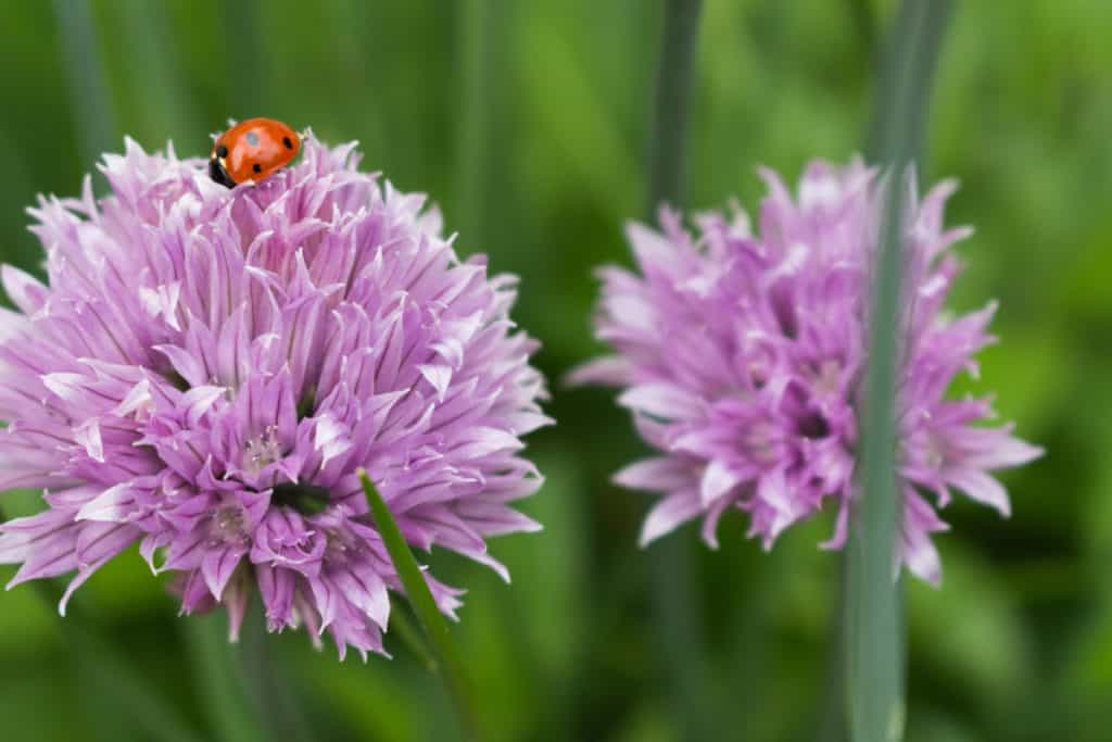 Ladybug on onion chives.