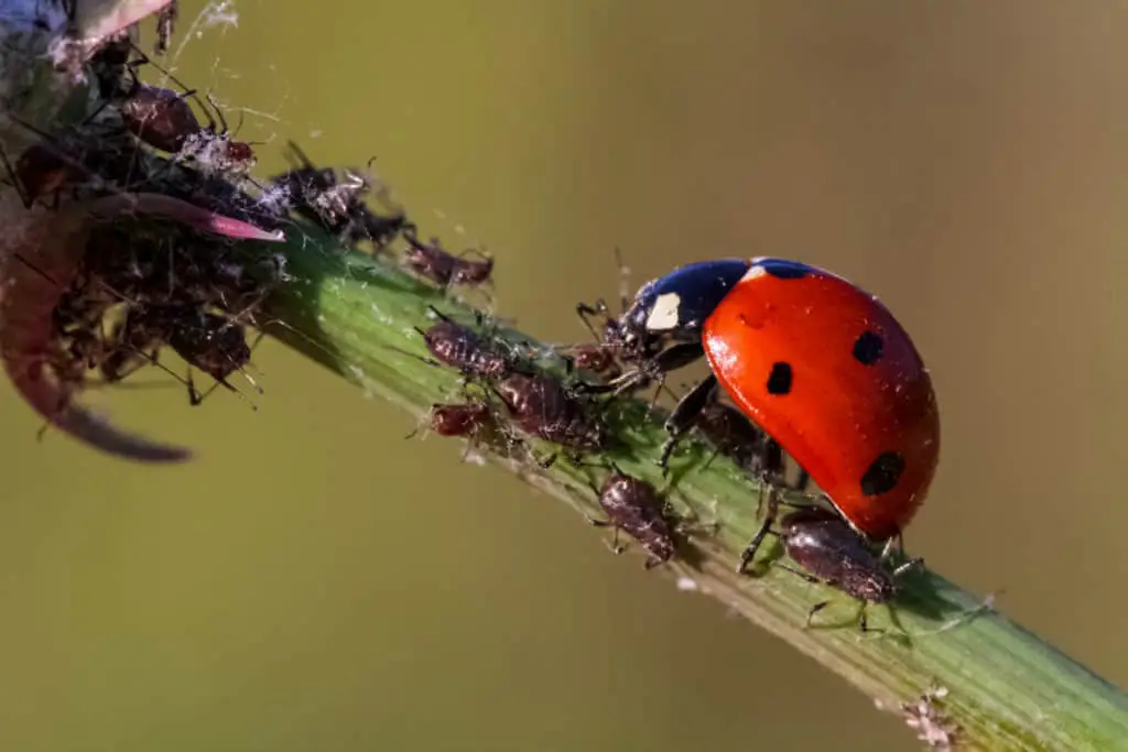 Ladybug consuming aphids