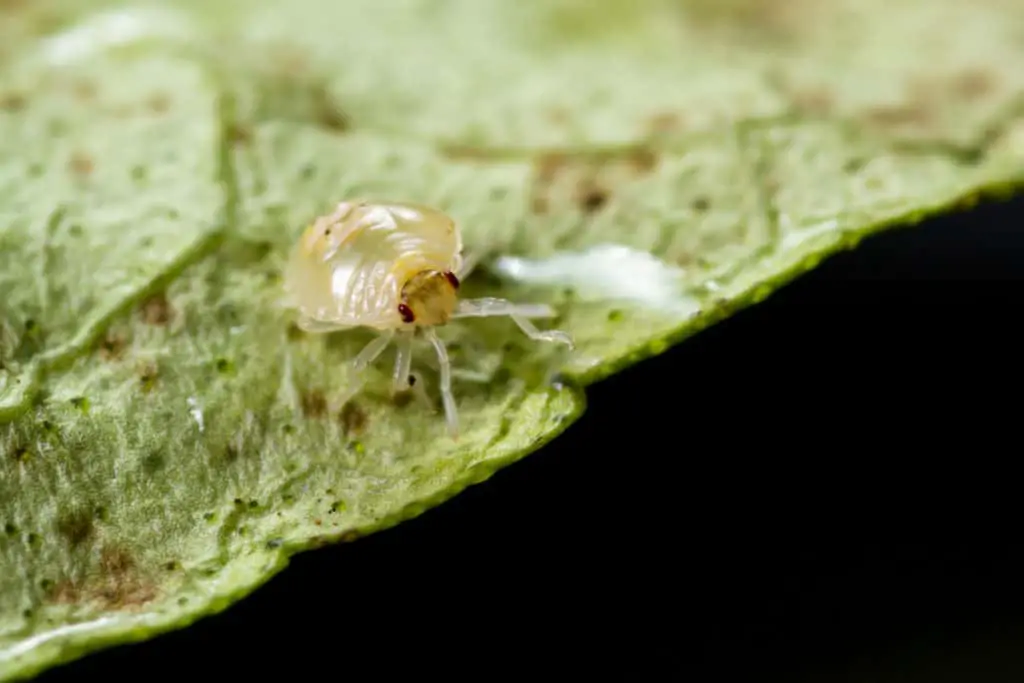 Close up of Spider Mite