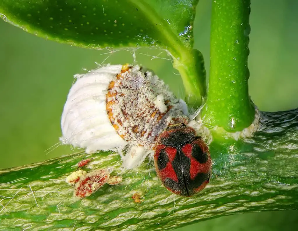 Cottony Cushion Scale being eaten by ladybug