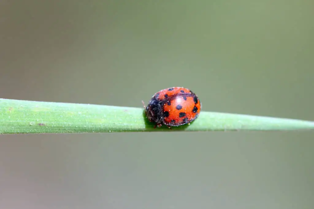 The,24-spot,Ladybird,(subcoccinella,Vigintiquatuorpunctata)