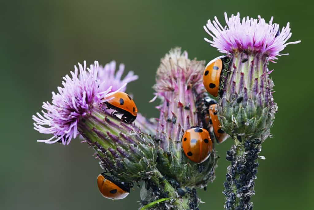 What Do Ladybugs Eat? WhatBugIsThat