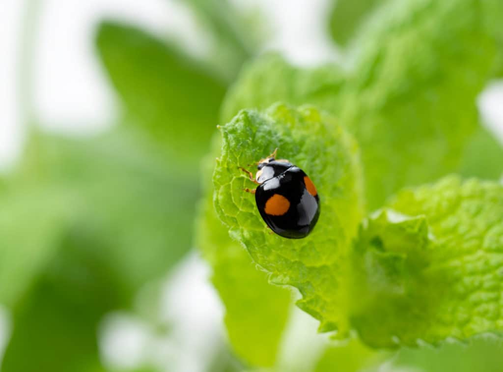 Black ladybug with two orange spots