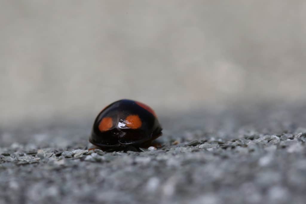 Orcus australasiae Ladybug