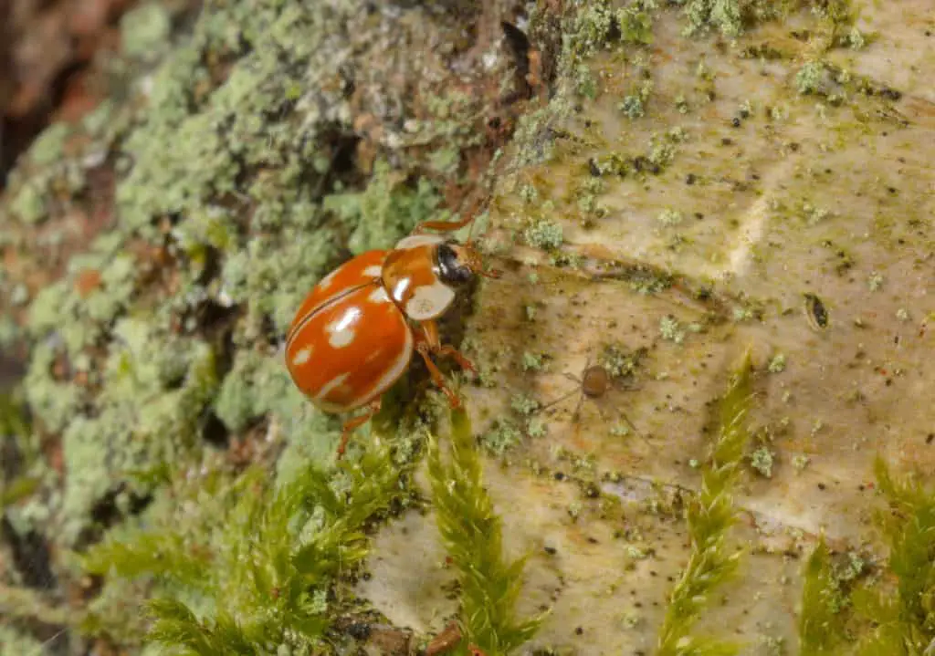 Myzia oblongoguttata or striped ladybug