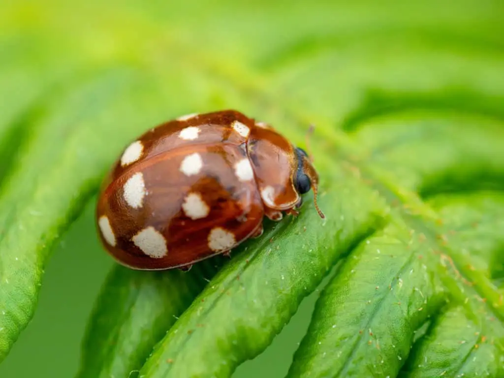 The Cream Spotted Ladybug