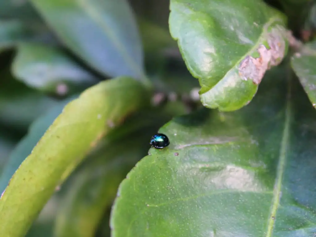 Steel Blue Ladybug on citrus leaf