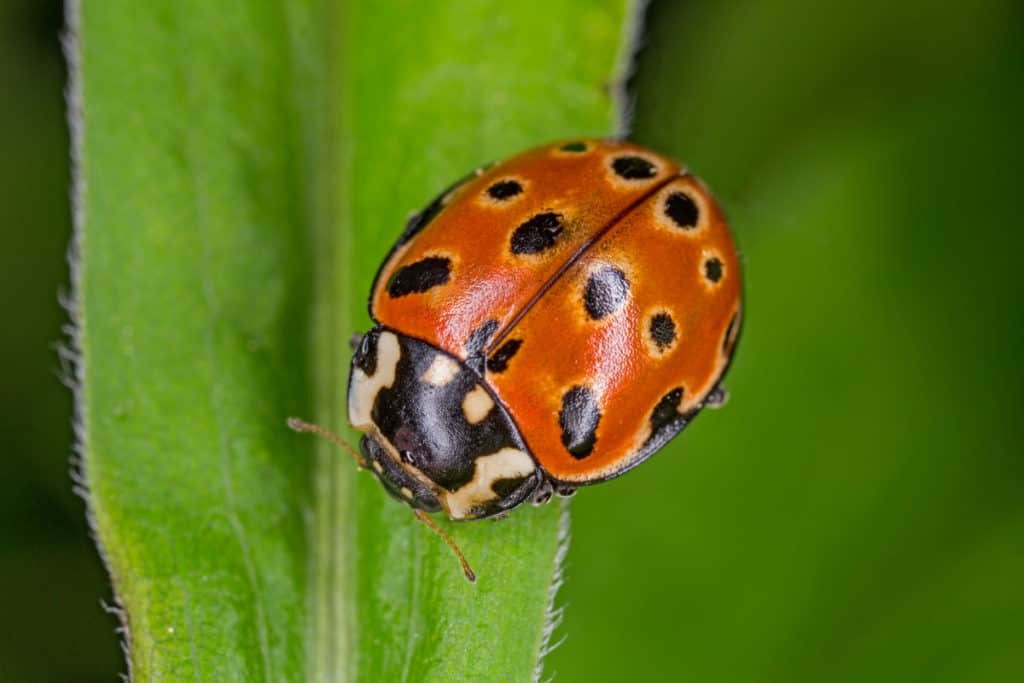 The eyed Ladybug