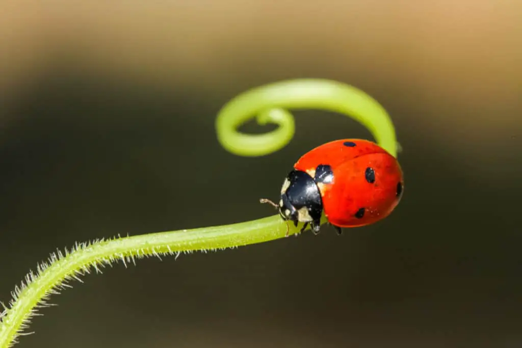 The seven spotted ladybug