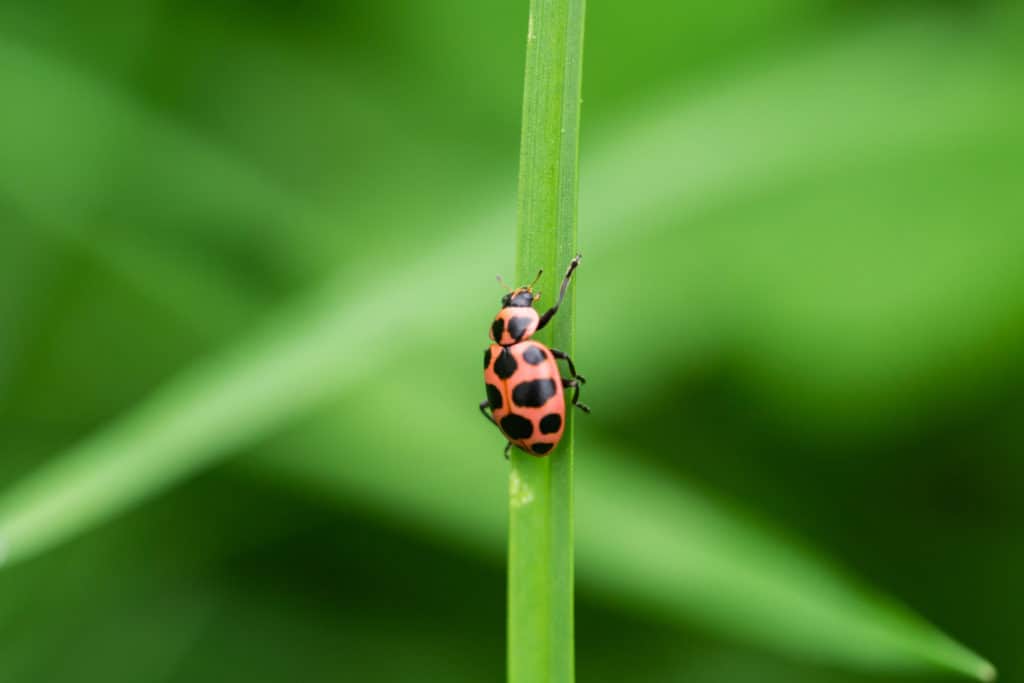 The Pink Ladybug