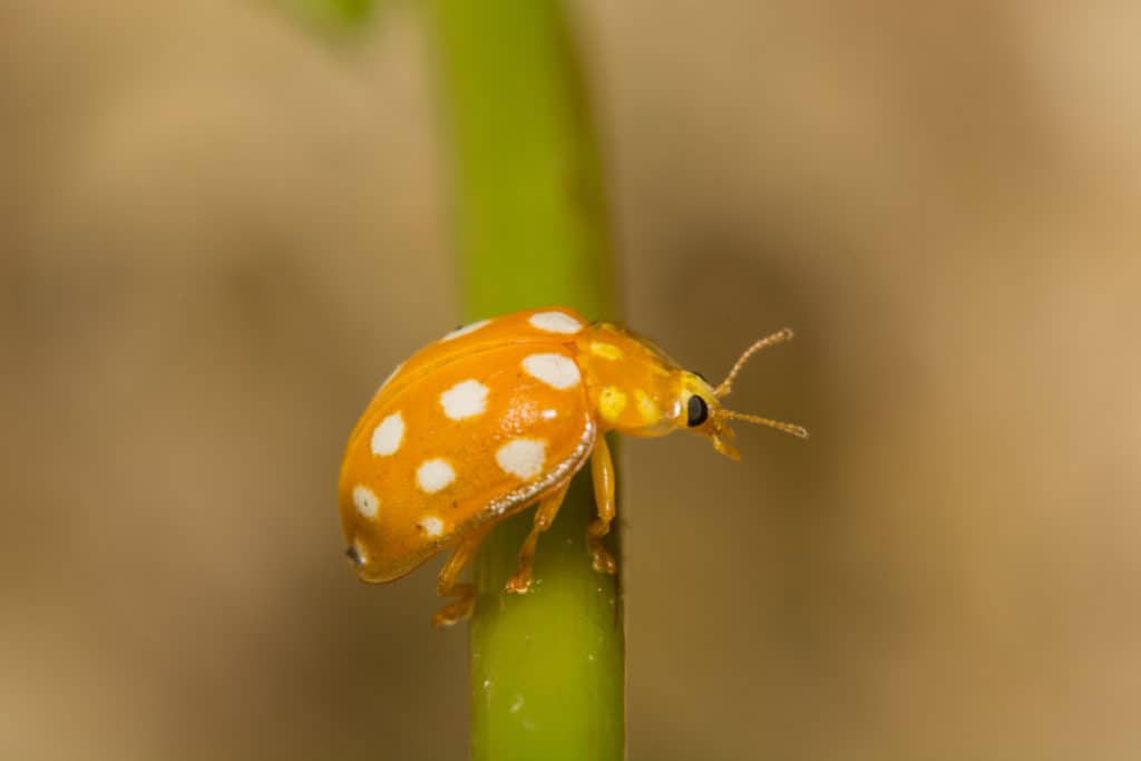 Orange Ladybeetle Halyzia Sedecimguttata,