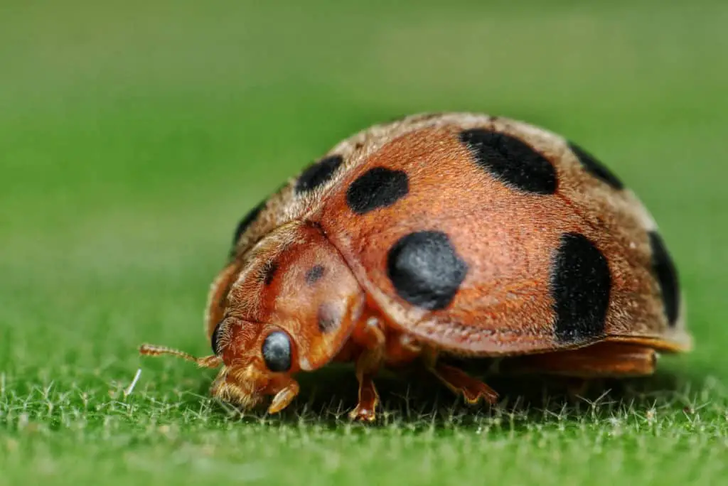 The Hadda Ladybug