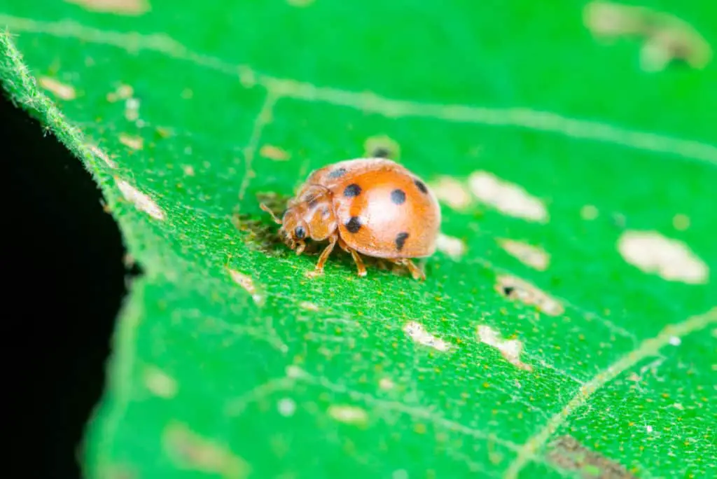 This is an adult male Mexican Bean Beetle