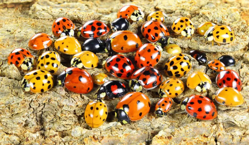 What Do Orange Ladybugs Symbolize