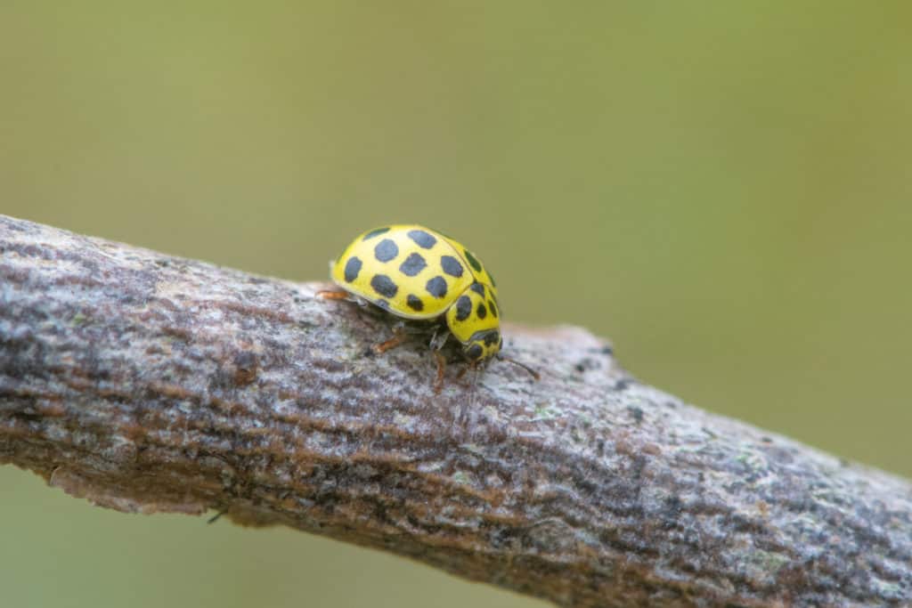 psyllobora Vigintiduopunctata