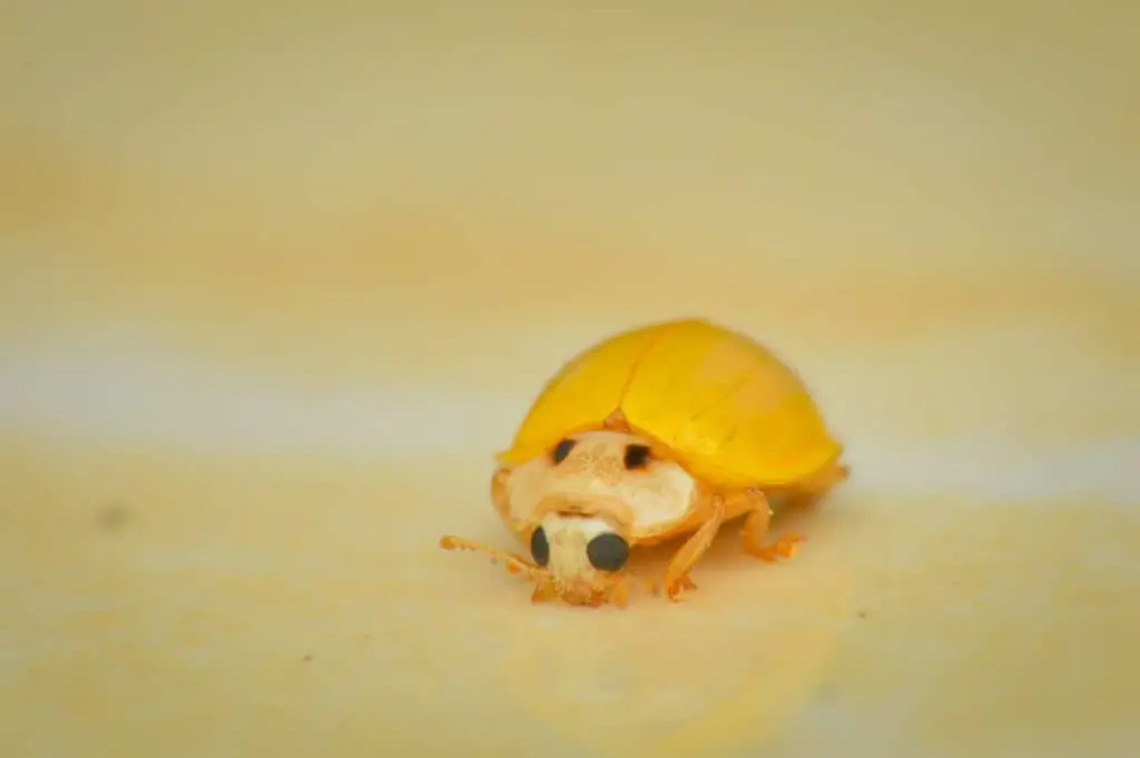 Yellow Ladybug Illeis Koebelei