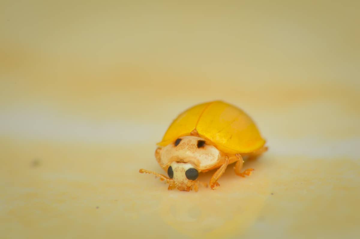 Ladybug Colors Your complete Guide WhatBugIsThat