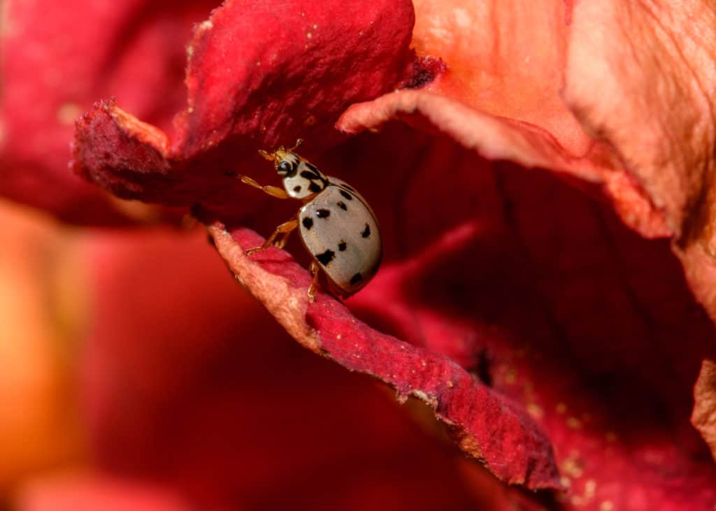 The Ash Gray Ladybug