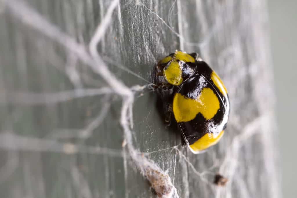 Fungus-eating Ladybug Illeis Galbula