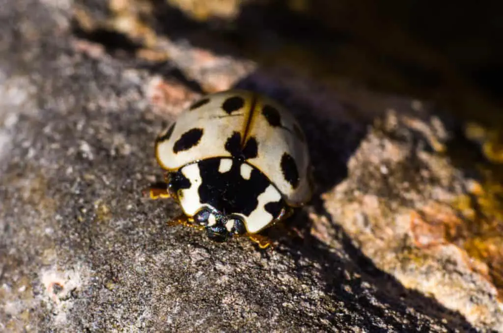 Anatis labiculata The fifteen spotted ladybug