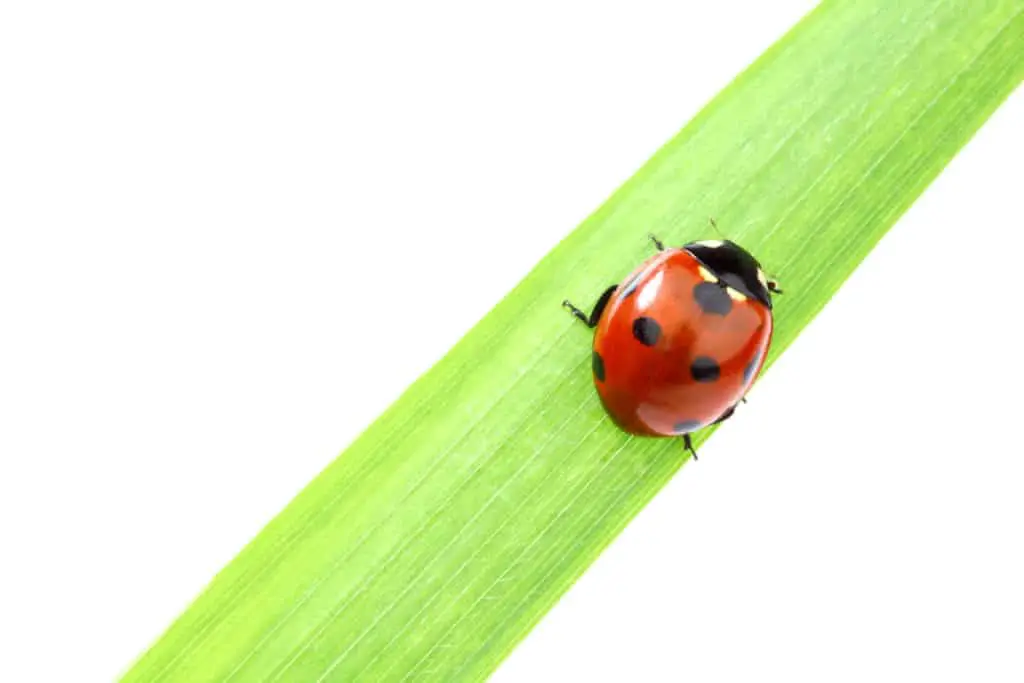 Red Ladybug on grass