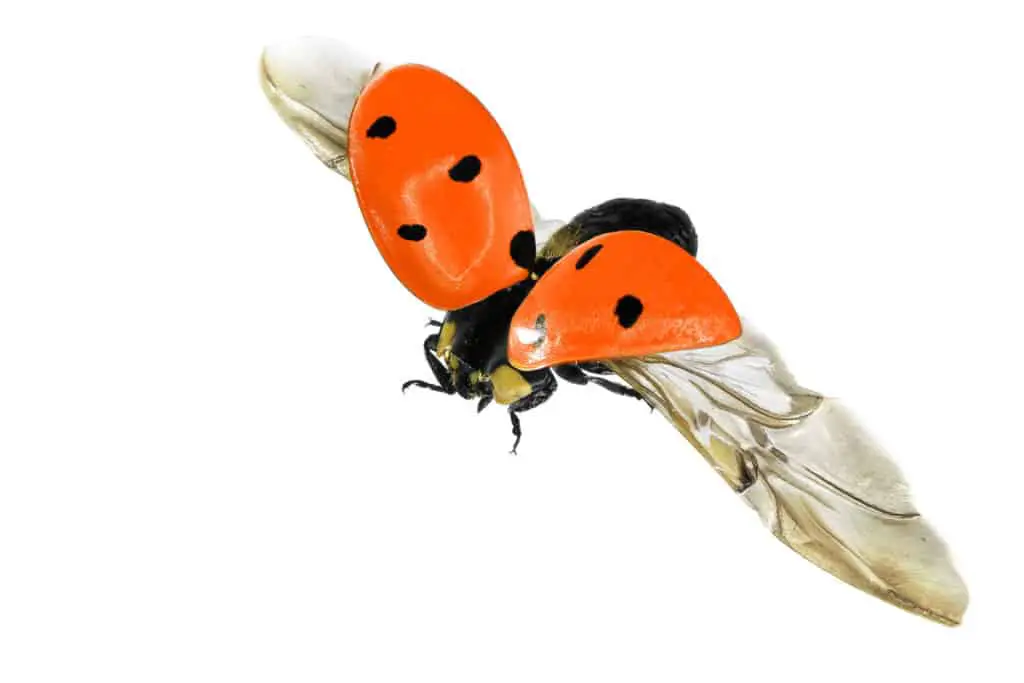 Ladybugs wings opening up on white background