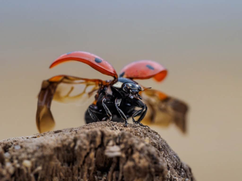 Ladybugs hind wings unfolding for flight